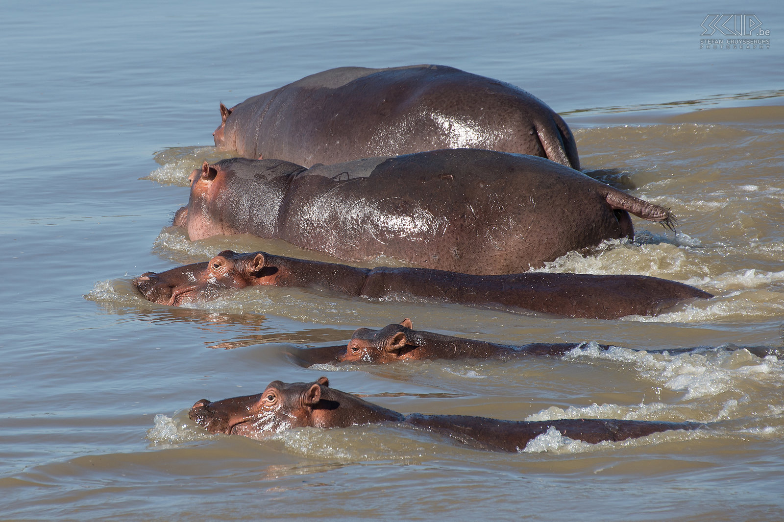 South Luangwa - Hippos  Stefan Cruysberghs
